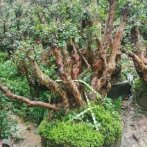 小赤楠熟桩批发