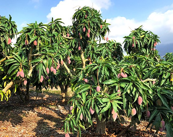 热带山竹果园实景图,展示山竹生长环境与果实成熟状态 山竹果园实景图