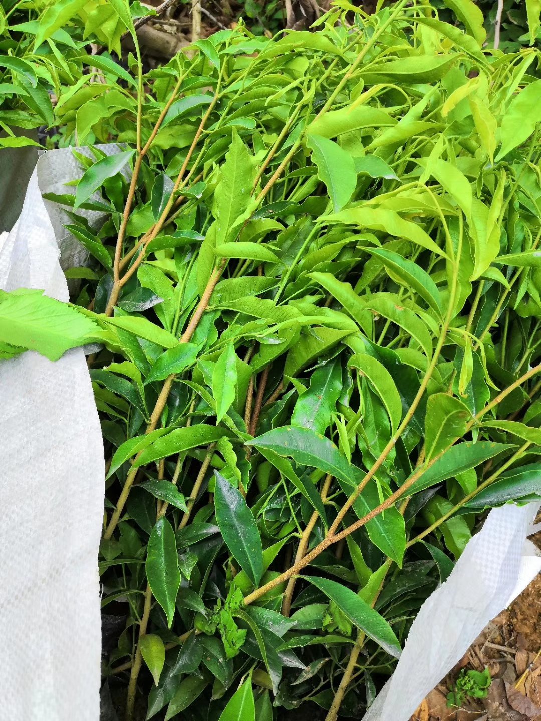 一代奇楠沉香苗虎斑棋红金猊糖结油叶子黑珍珠