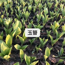 大量：红叶石楠，金叶女贞，鸳尾，射干，金鸡菊，迎春等苗木