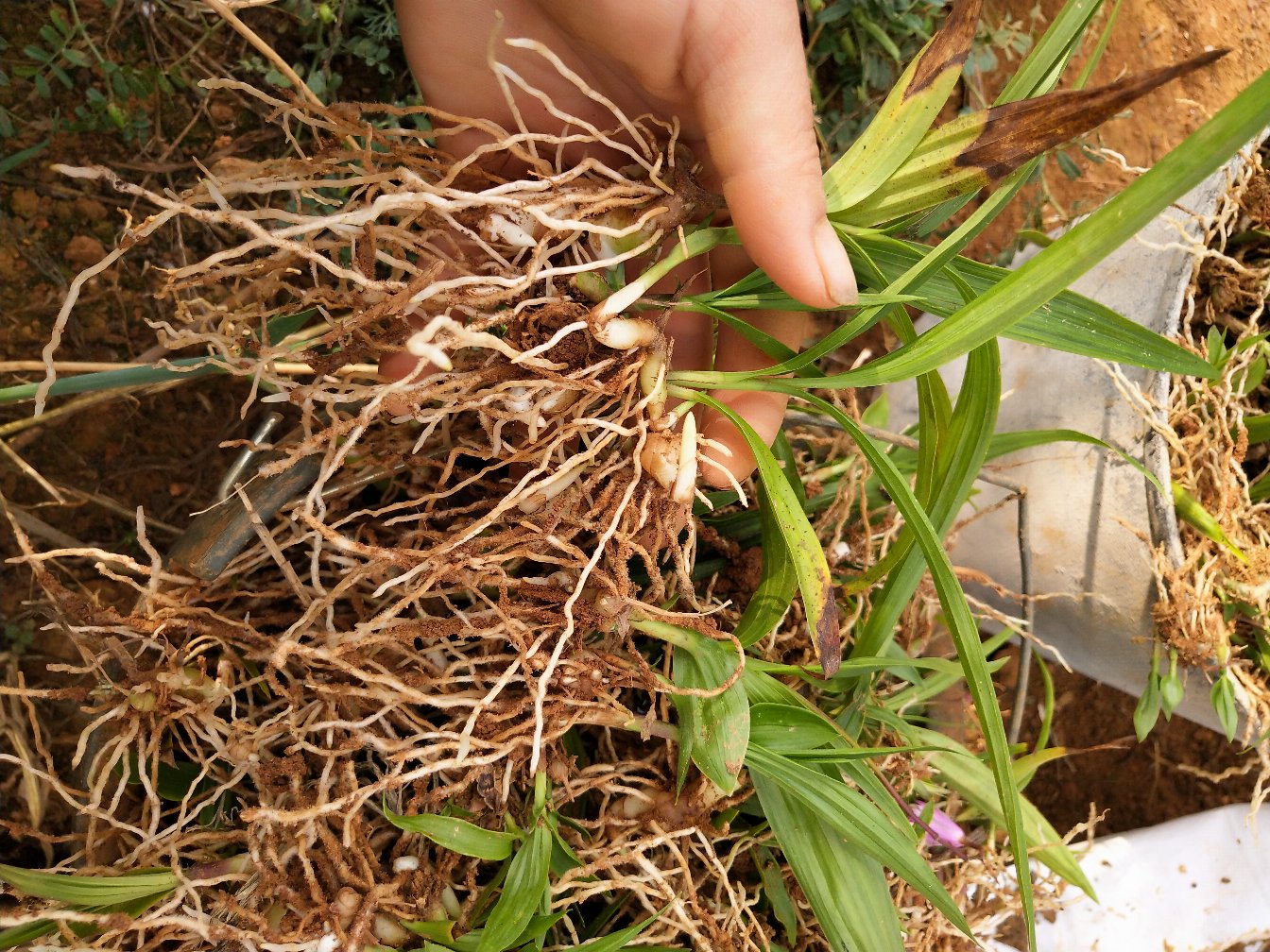 白不老植物特写