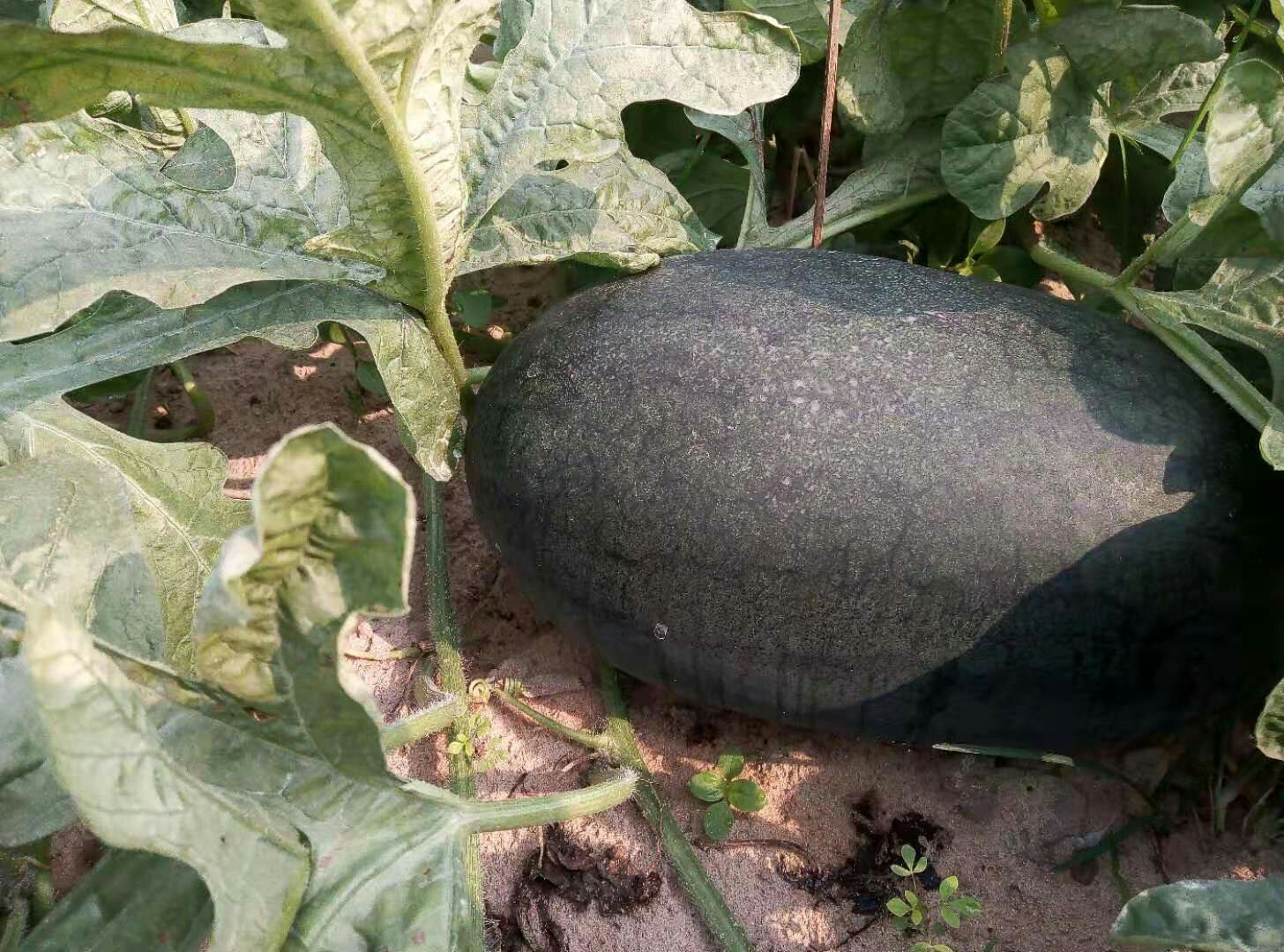 黑美人西瓜成熟与不熟对比图