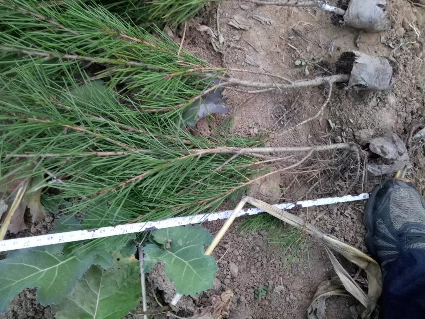 一名园林技术人员正在使用游标卡尺测量一株白皮松幼苗靠近地面10厘米处的主干直径,背景为苗圃种植区,土壤疏松,周围有同类苗木整齐排列,阳光柔和,体现专业测量场景 白皮松幼苗地径测量示意图