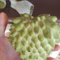 嫁接直生凤梨释迦苗