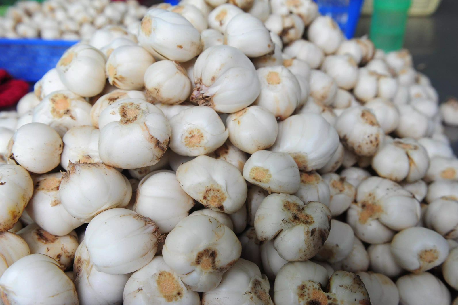 菜市场摊位上摆放着新鲜的白色百合鳞茎，旁边有标签写着“兰州百合 可食用”