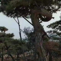 造型松