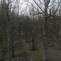 各种果树葡萄树