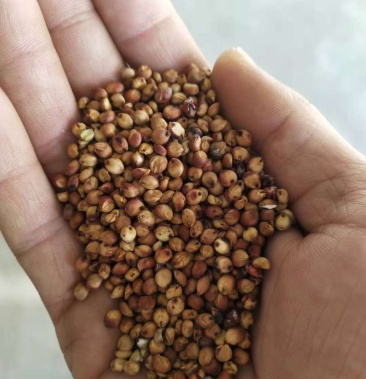 红高粱糯性晋糯3号