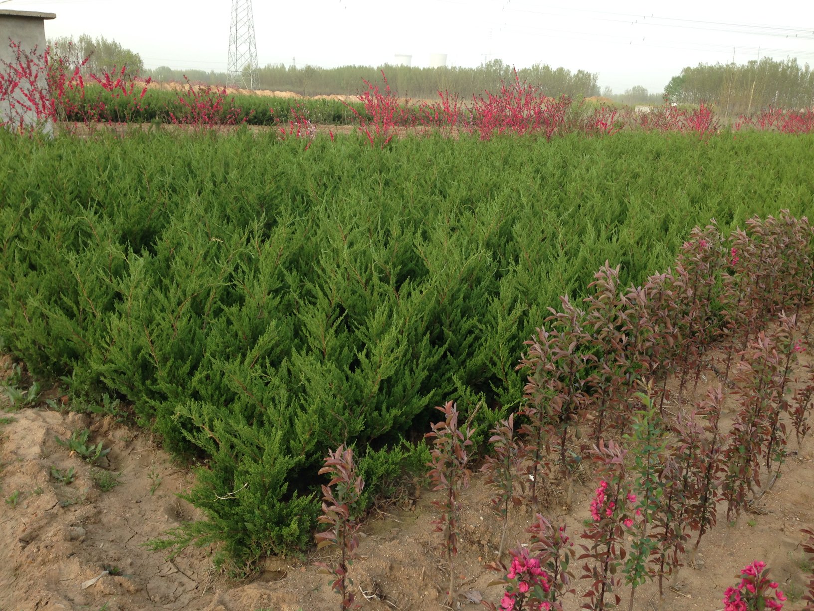 左侧为一排整齐的龙柏幼苗,高度约60厘米,排列在苗圃中;右侧为数棵成年龙柏,高度超过8米,树干粗壮,树冠螺旋上升,形成强烈视觉对比,展示龙柏从幼年到成年的生长变化过程 龙柏幼苗与成年树对比图