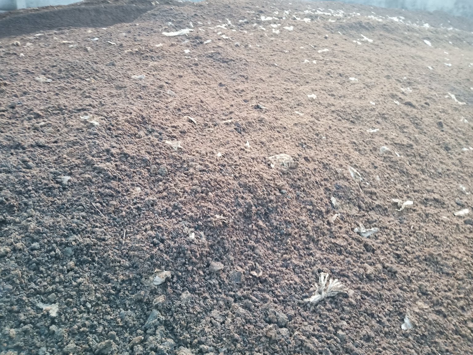 大豆子叶节转化全过程流程图