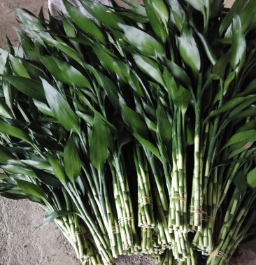 海南富贵竹室内盆景观叶植物家居植物小号竹