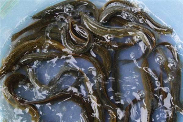 鲤鱼在池塘中摄食水果玉米碎