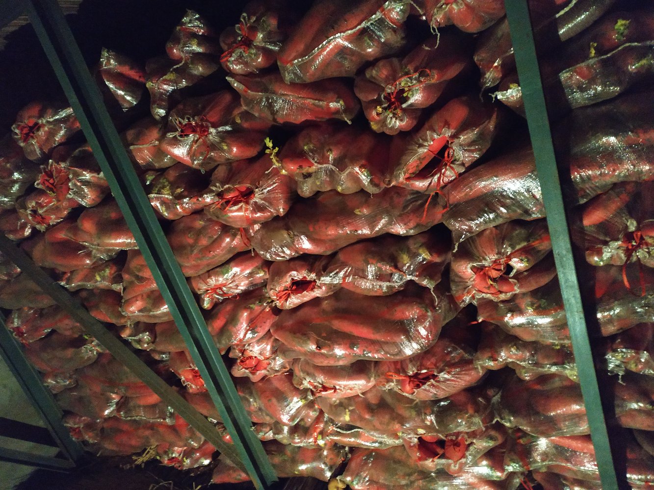 红皮萝卜冷藏保存示意图,展示如何正确存放以延长保鲜期 红皮萝卜冷藏保存示意图