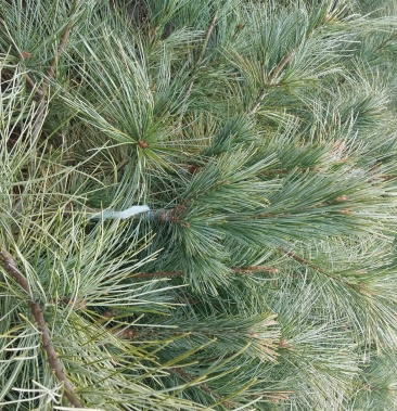 [松树苗批发]红松苗,嫁接苗,用品质说话,诚交各位朋友,良心商家价格