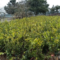 大果油茶苗杯苗