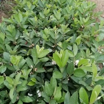 番石榴苗：台湾珍珠、西瓜红、红宝石、水蜜