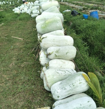 [冬瓜批发]白冬瓜价格0.85元/斤 - 一亩田