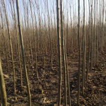 楸树苗10万棵当年苗净地