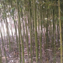 菜架竹子