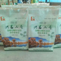 向日葵，食葵种子，363葵花种子