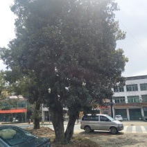 杨梅树
