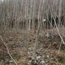 泡桐