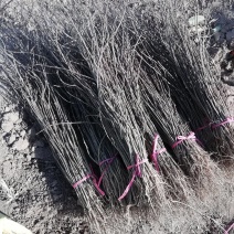 花椒树