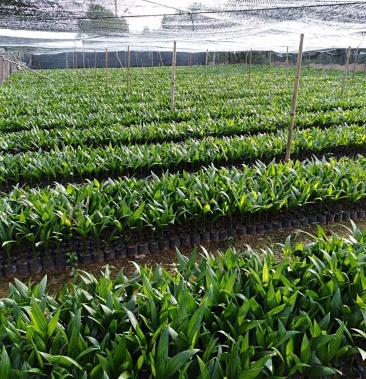 海南本地槟榔果苗槟榔杯苗品种纯正免费提供技术指导