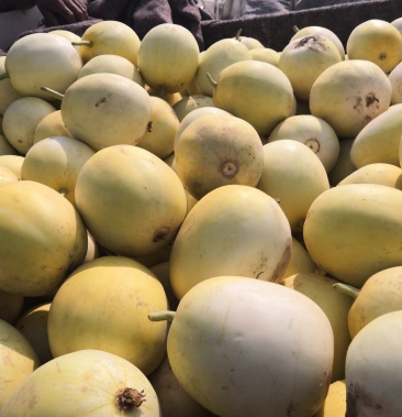 [景甜甜瓜批发]景甜5号甜瓜,化瓜香怡人,糖度高,耐运输!价格2.