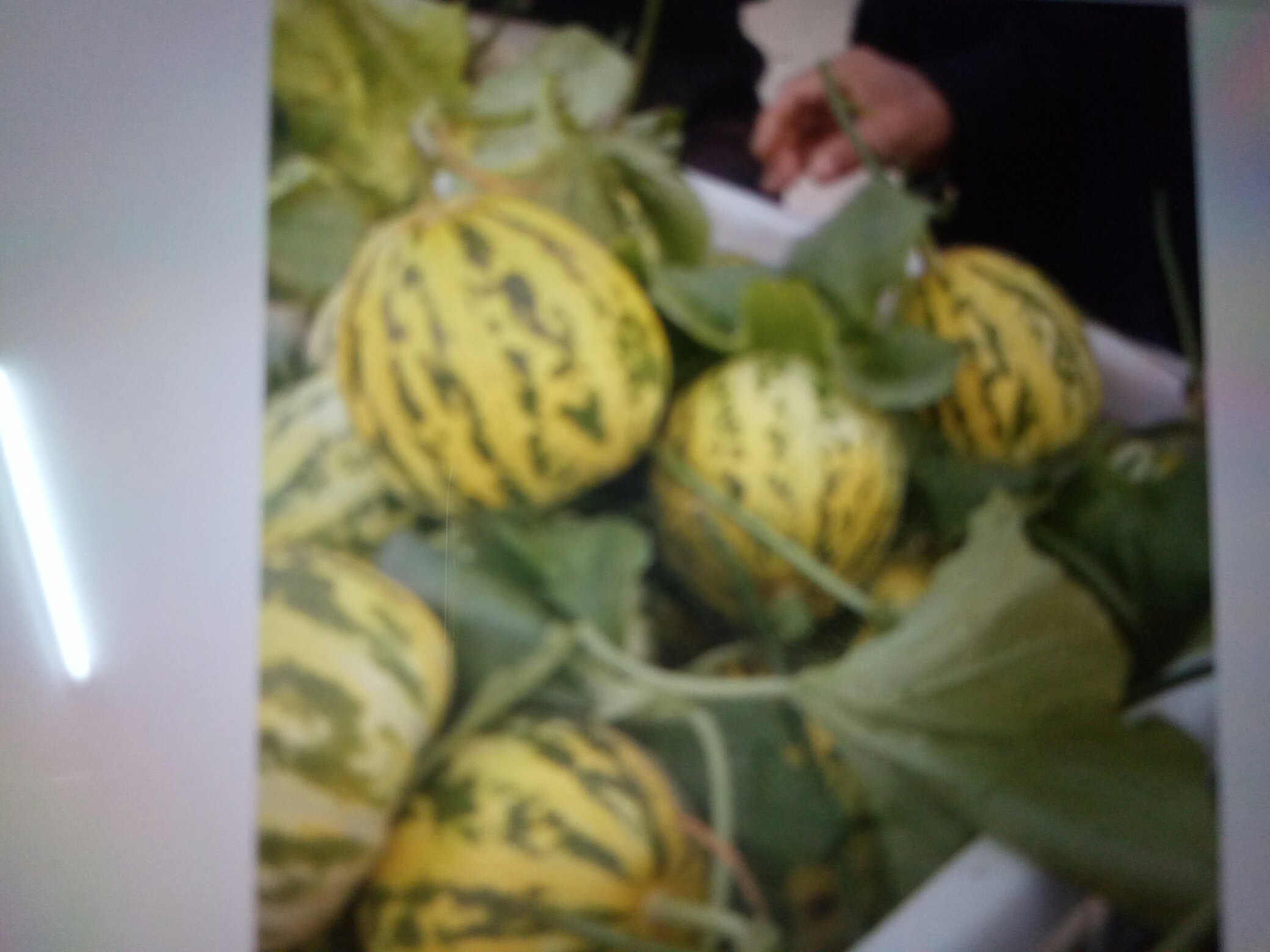 羊角蜜甜瓜外观特写