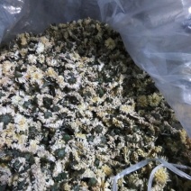 药用菊花