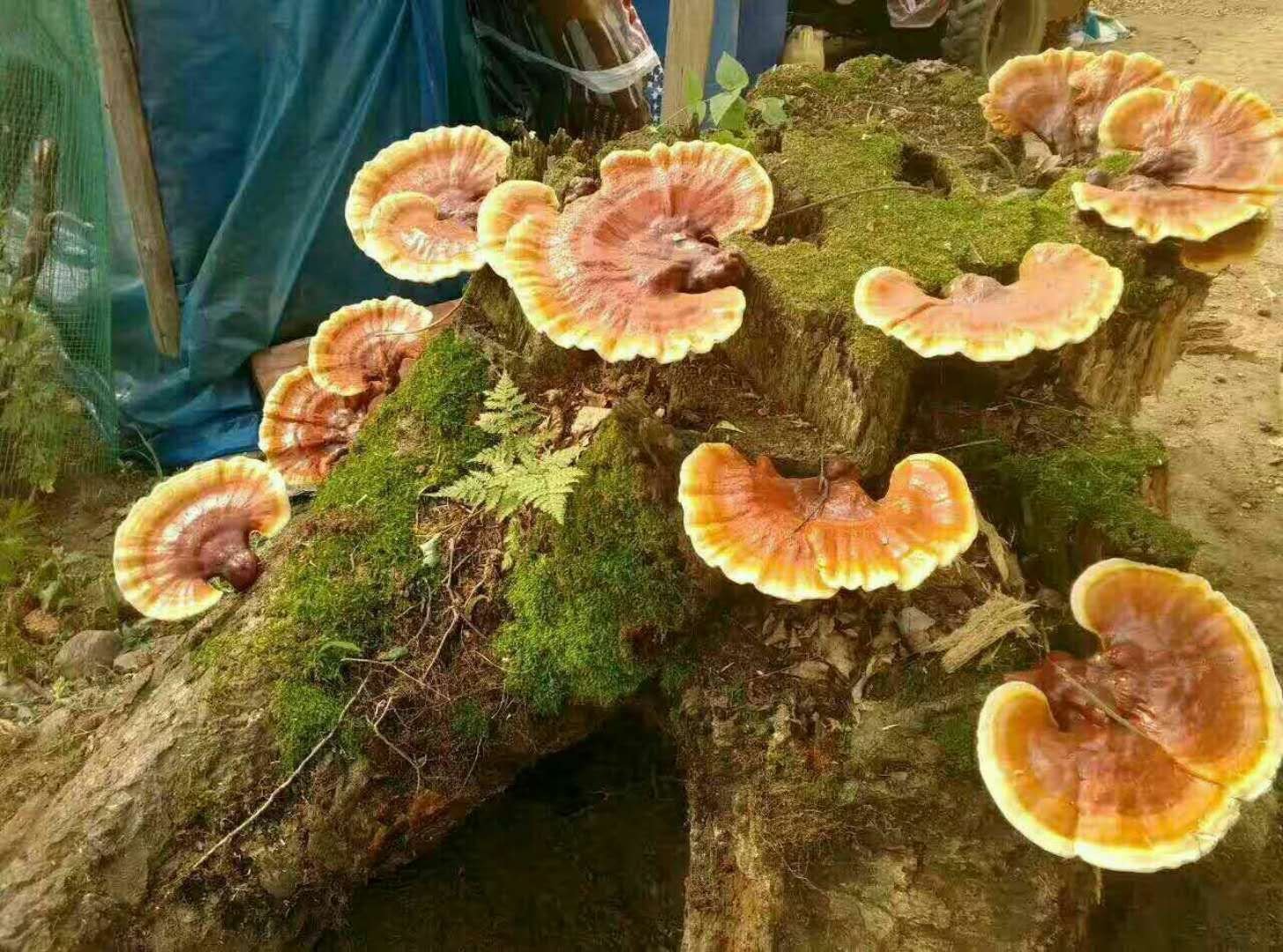 大型野生赤灵芝群落