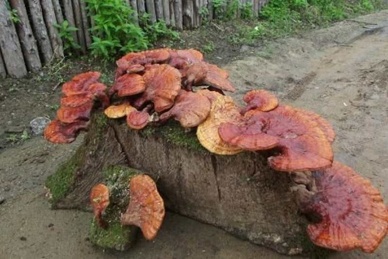 野生簿树灵芝特写