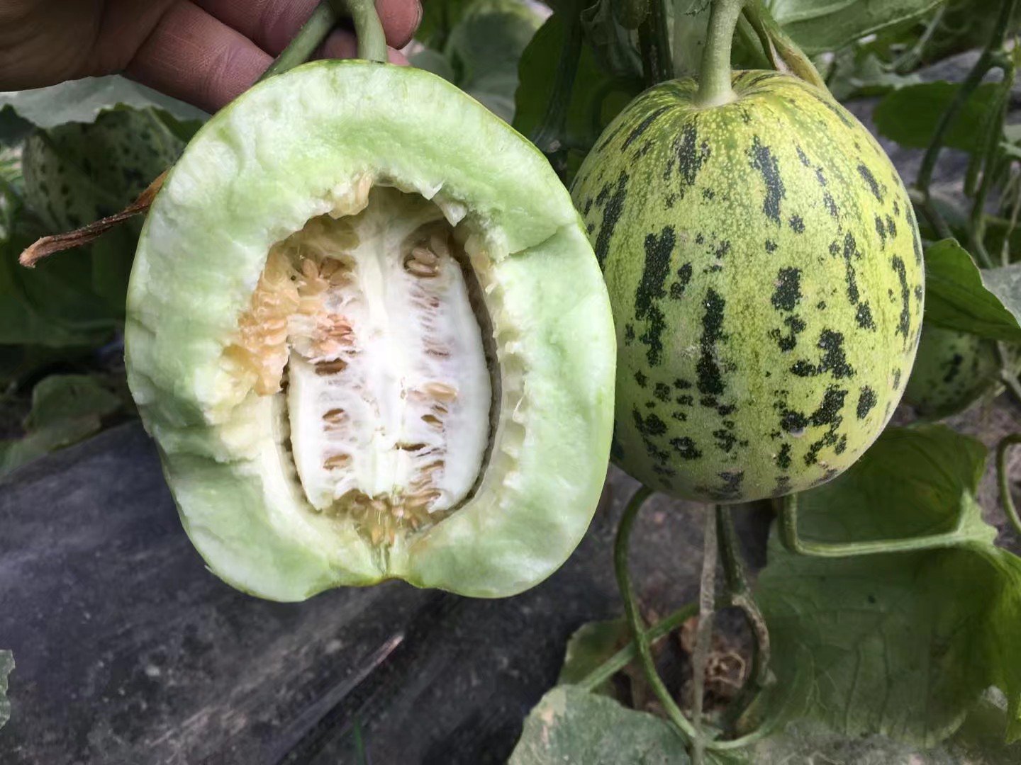 花皮甜瓜切面展示内部结构