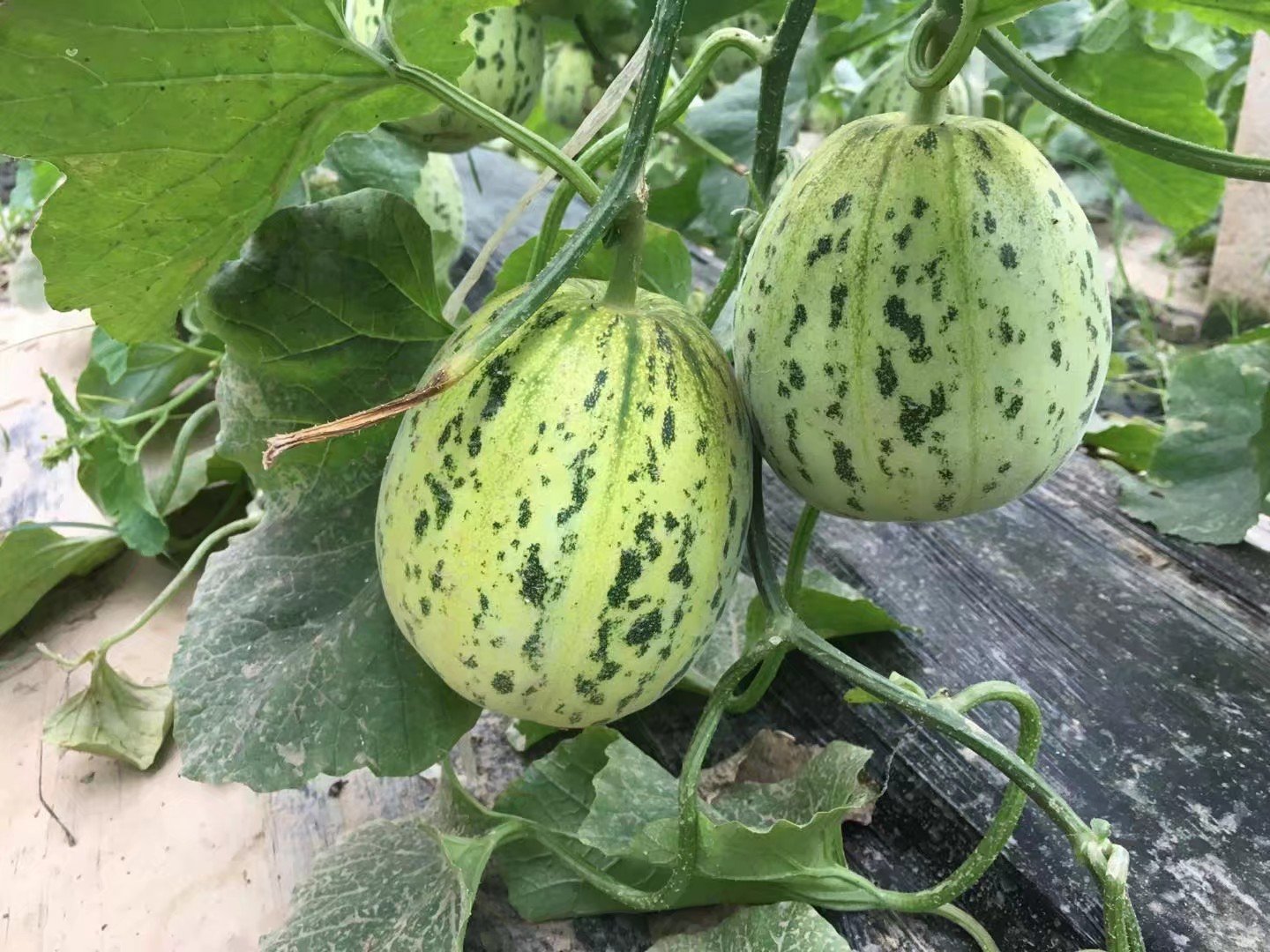 切开的花蕾甜瓜横截面展示