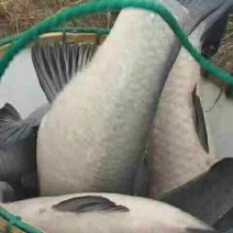 青鱼