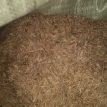 塘栖种子