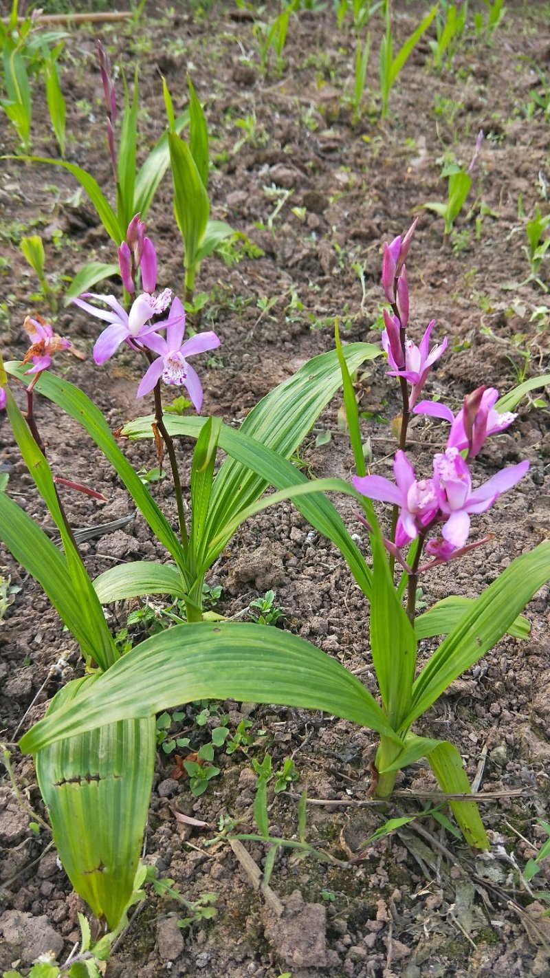 正宗紫花白芨,低价出售,物美价廉,私人种植