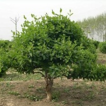 2-15公分的金银花树各种规格齐全6-20元量大量大