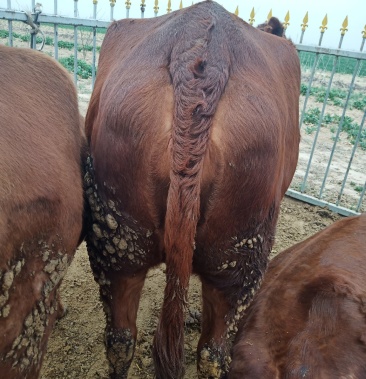 肥母牛,夏洛莱肥母牛,牛犊,秦川牛