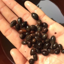 肉桂种子，玉桂种子，富贵树，桂皮种子（平南肉桂）