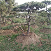 造型松