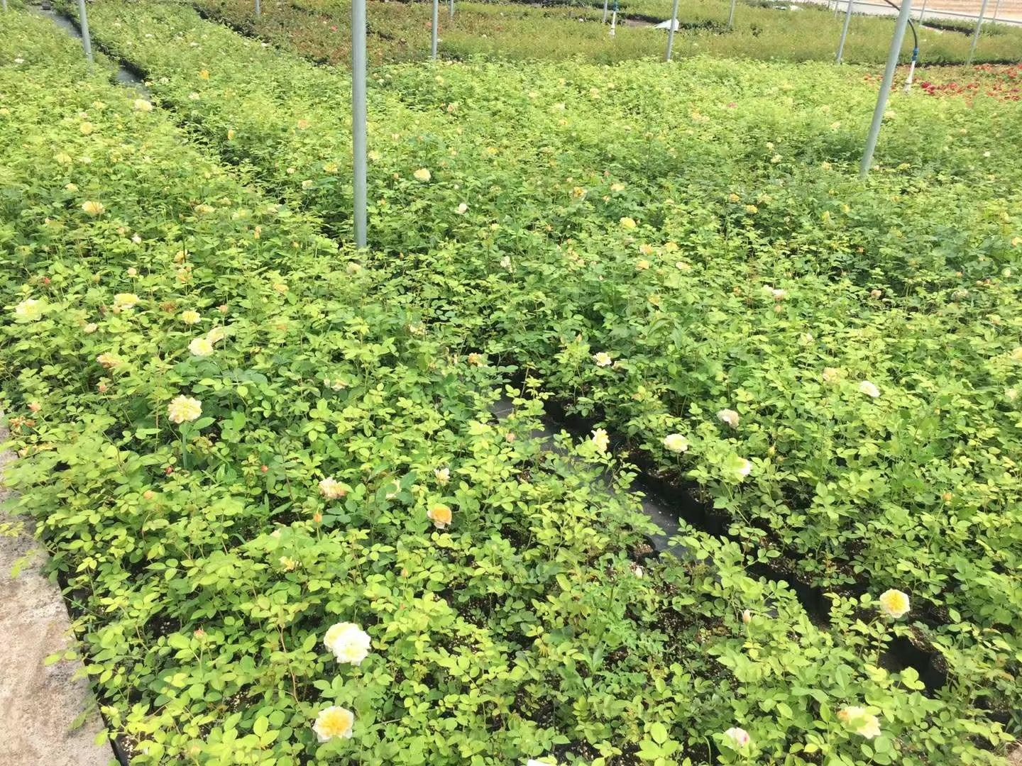 大花美人月季产品应用场景图