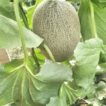 山东莘县西州蜜25哈密瓜
