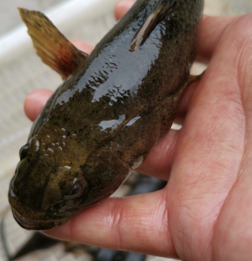 沙塘鱧本地淡水土布魚呆子魚虎頭鯊