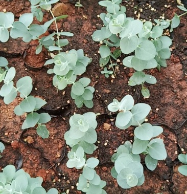 出售尤加利系列蓝宝贝苗数量不多了各位朋友抓紧时间预