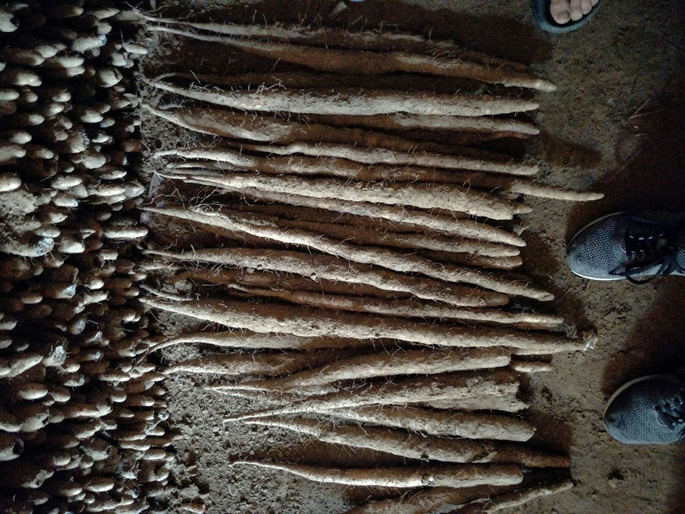 道地怀山药采收场景