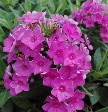 精品宿根福禄考多年生直立型花卉基地直销可视频看货