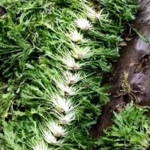 精品苦菊批发苦菊大量上市高端品质货量巨大日供万斤以上