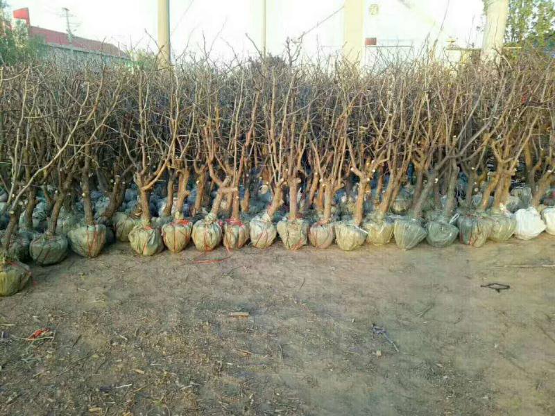 冬枣果园管理现场图